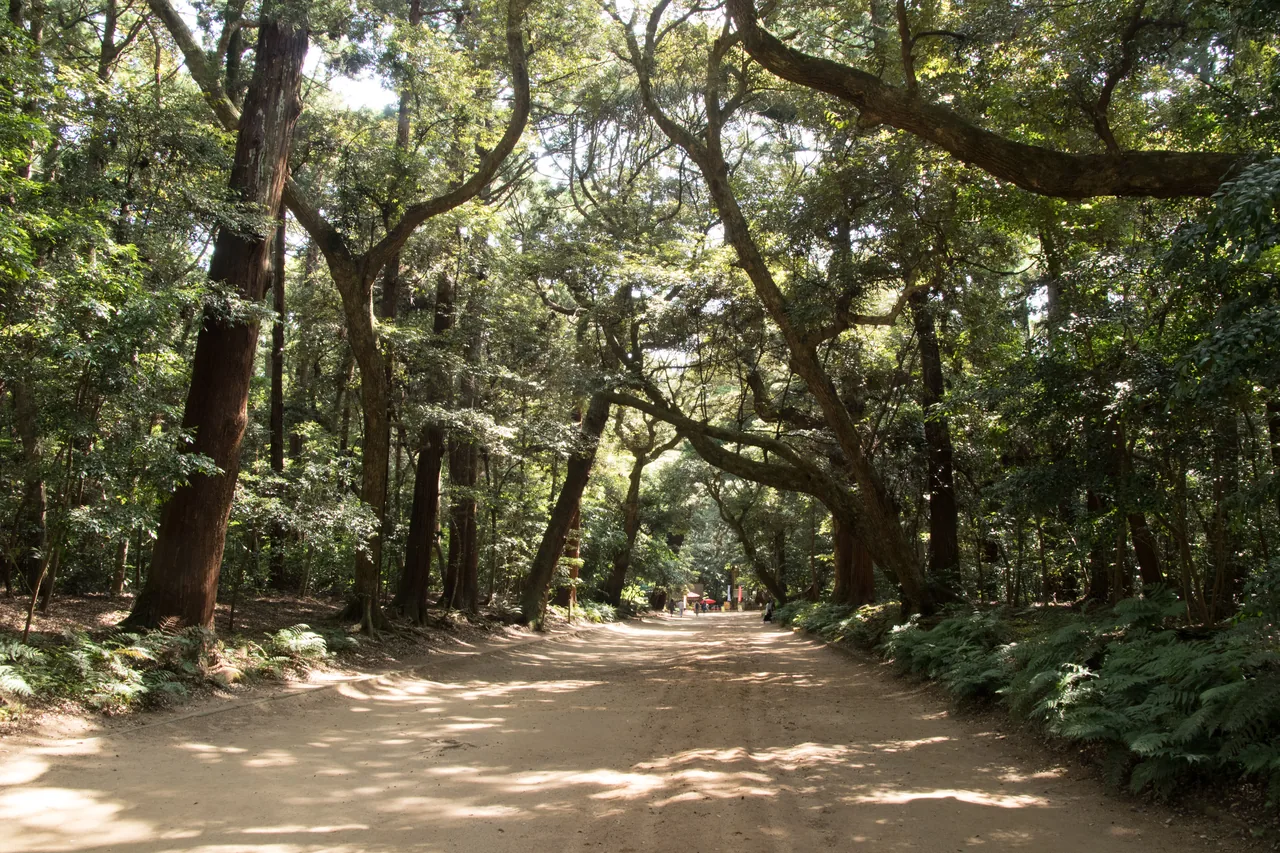 The wooded precinct path at Kashima Jingu